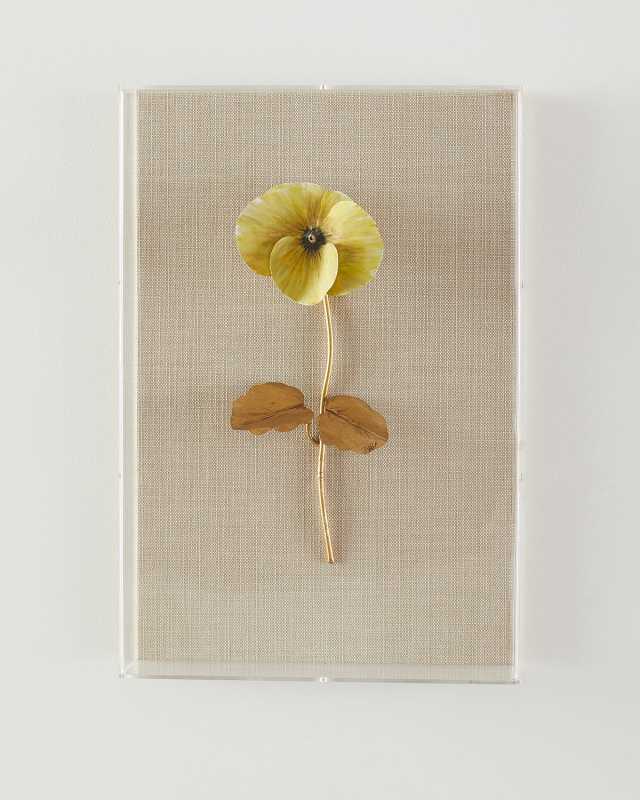 "Pansy Study 2" Wall Art