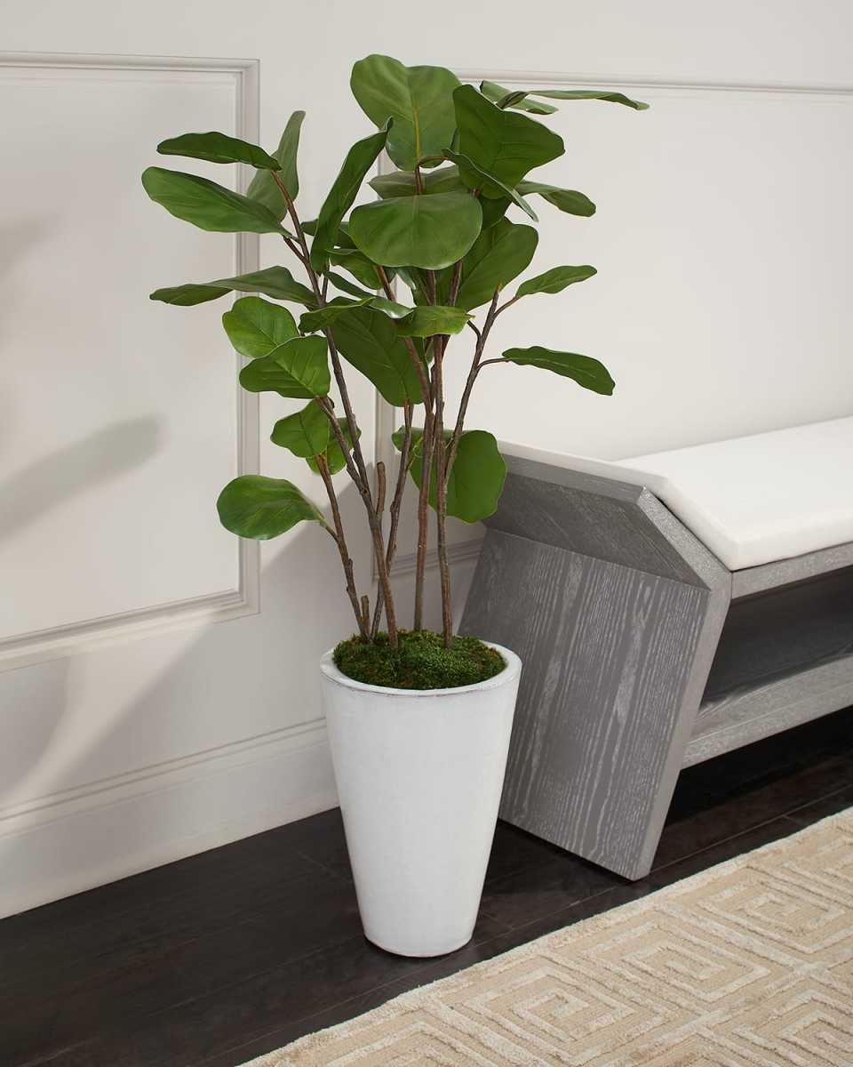 Small Farro Fig Tree