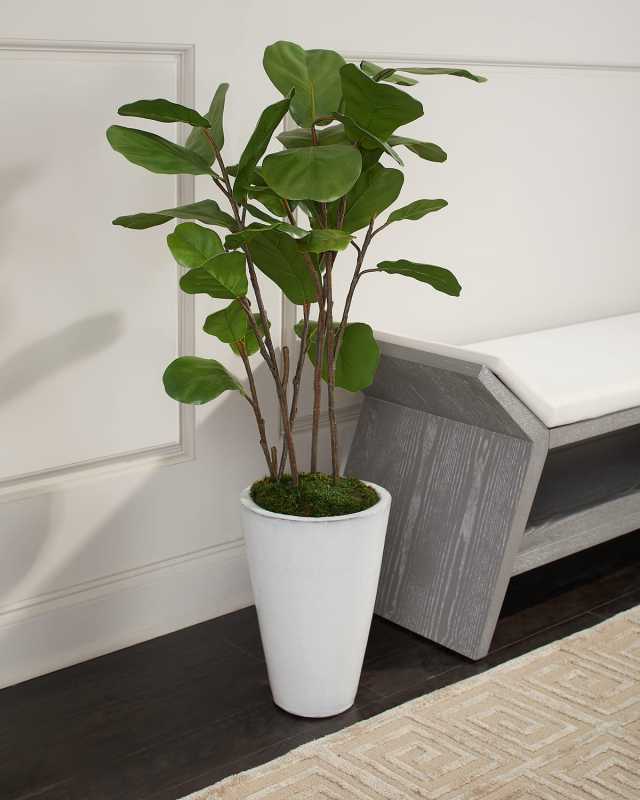 Small Farro Fig Tree