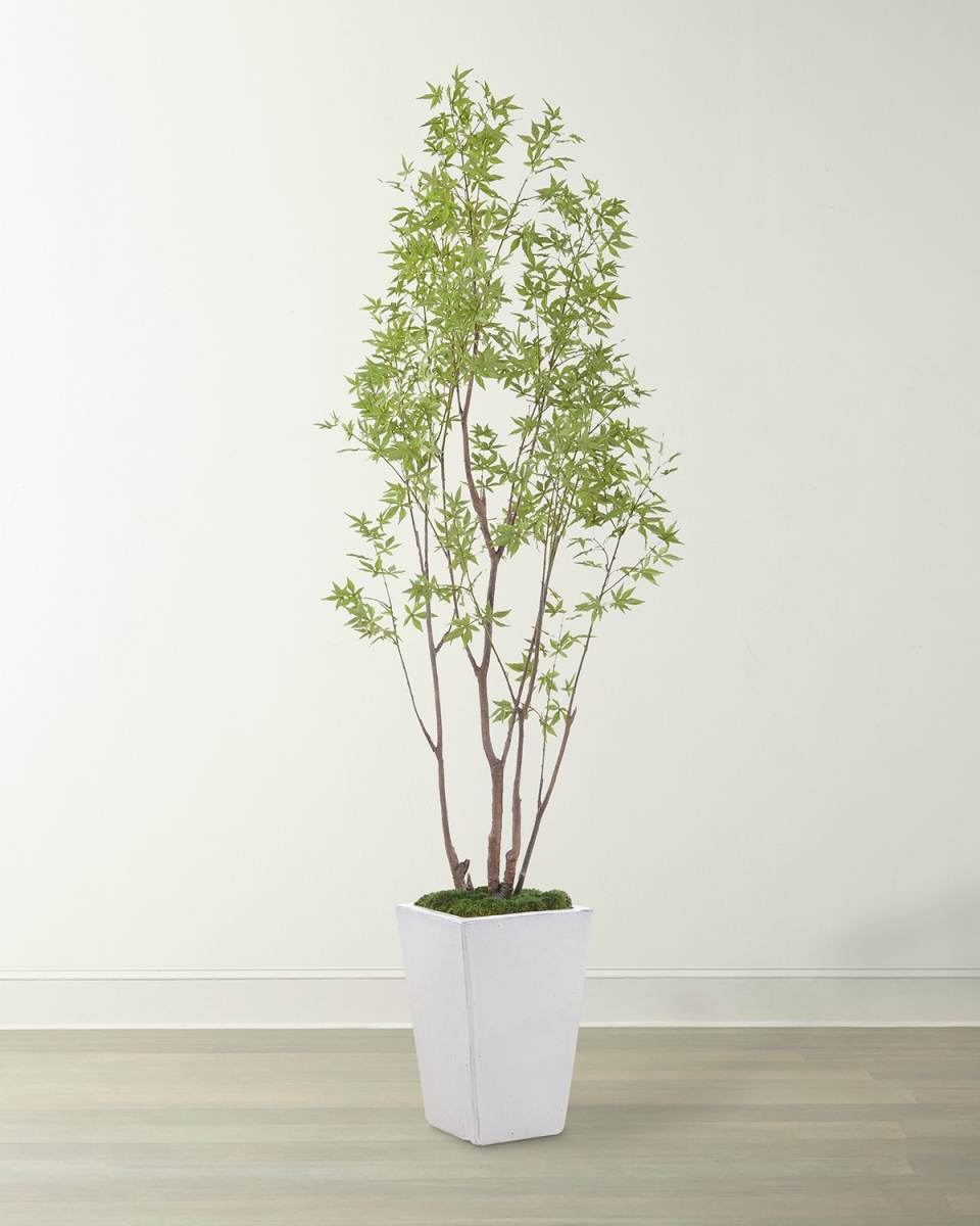 Amur Maple Tree in Ceramic Planter