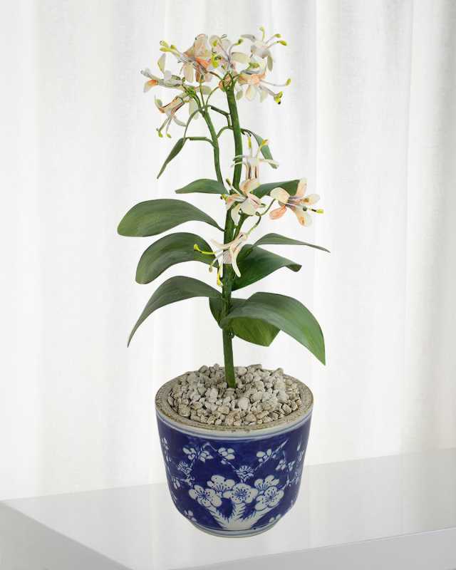 Honeysuckle June Birth Flower in Ceramic Pot