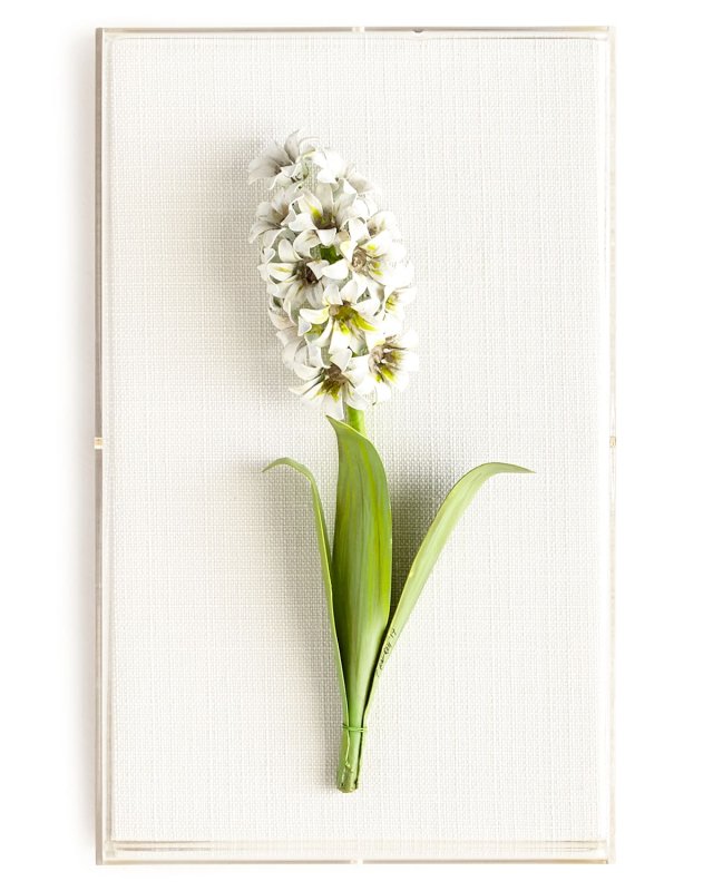 Original Painted Hyacinth Study