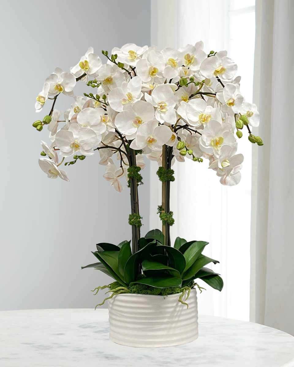Orchid in Urban Coil Planter