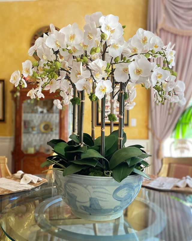 Orchid in Ceramic Bowl