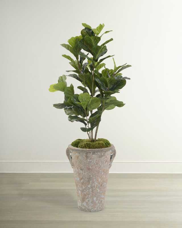 Crusty Fiddle Leaf Fig Tree