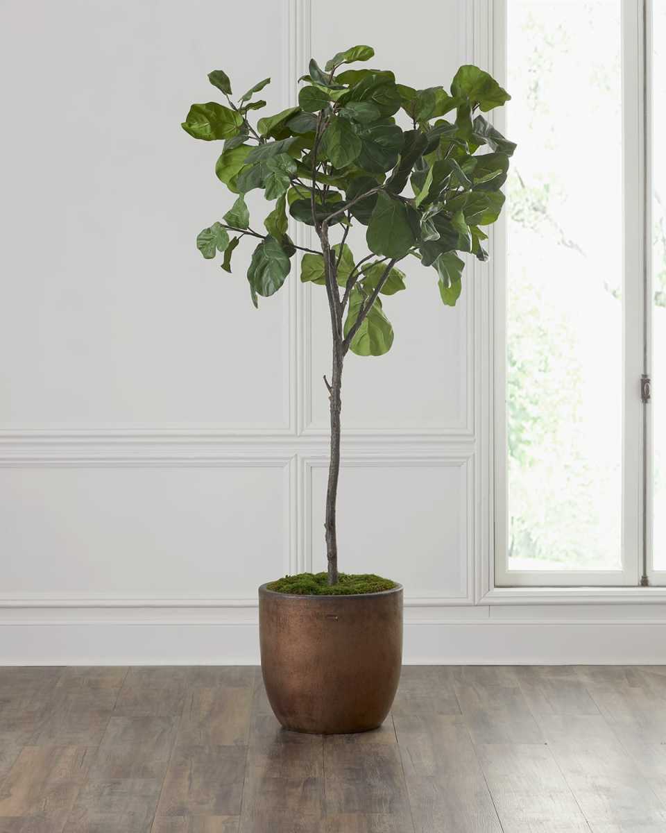 Fiddle Leaf Fig