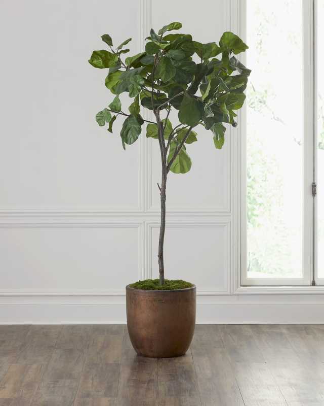 Fiddle Leaf Fig