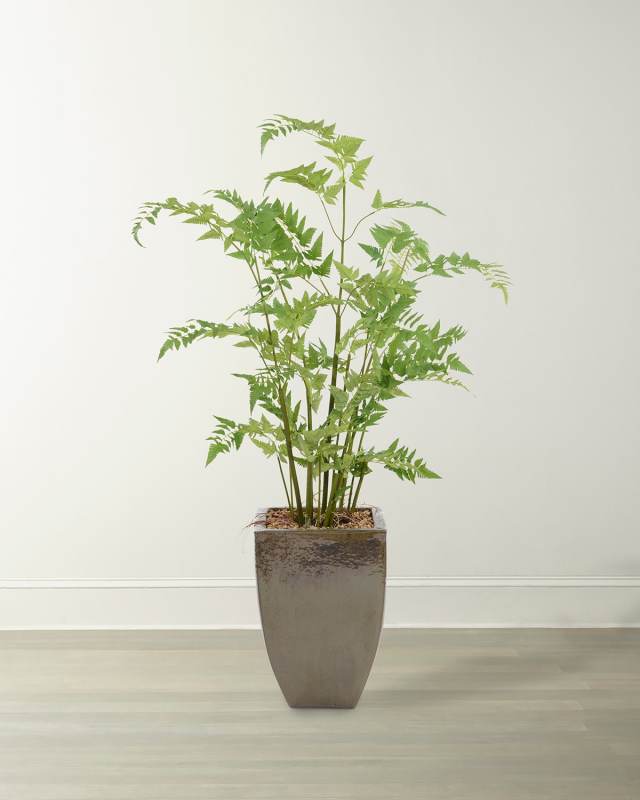 Mossy Fern in Ceramic Pot