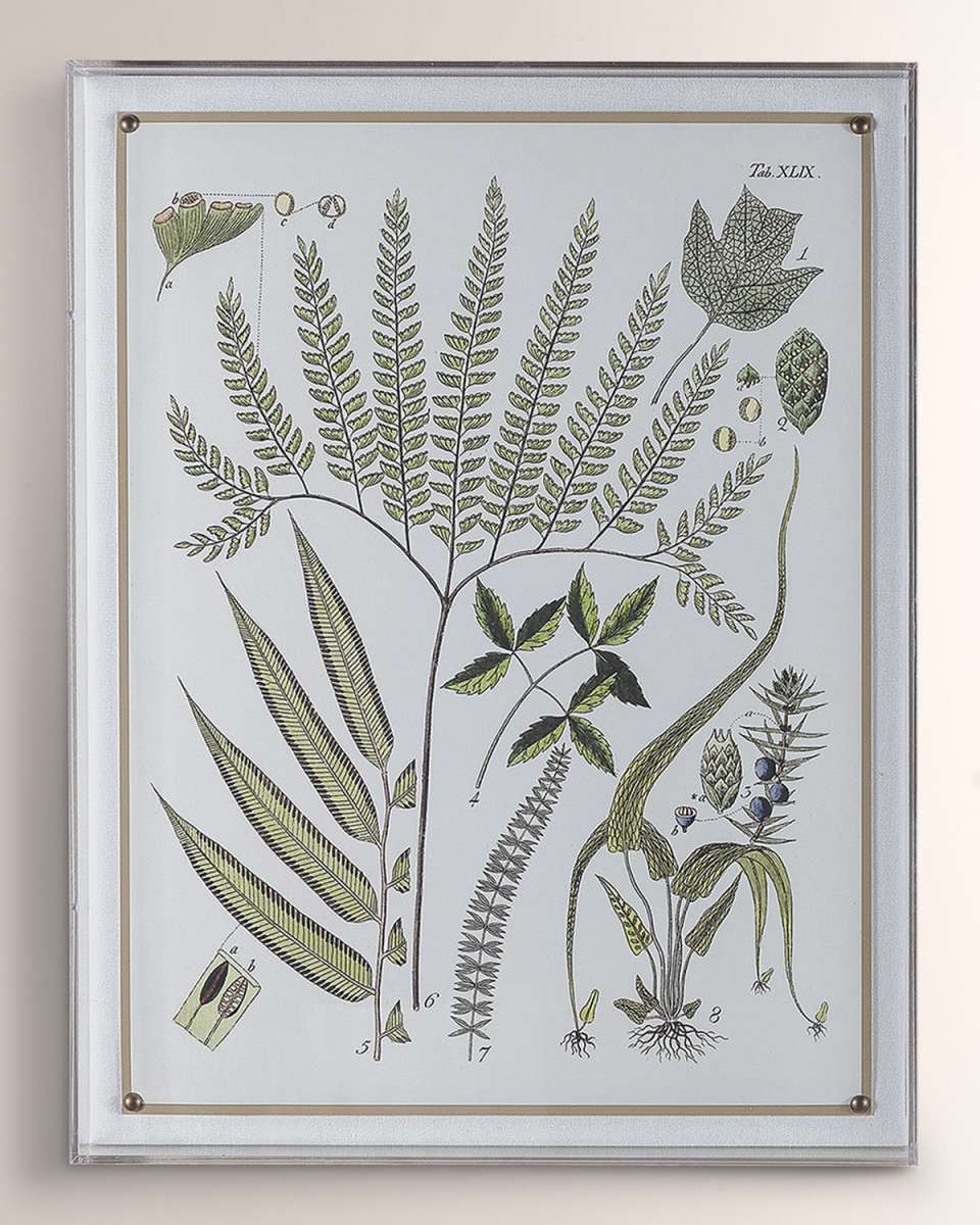 "Ferns III" Giclee