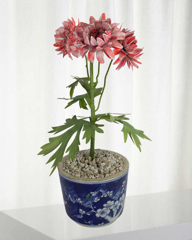Crysanthemum November Birth Flower in Ceramic Pot