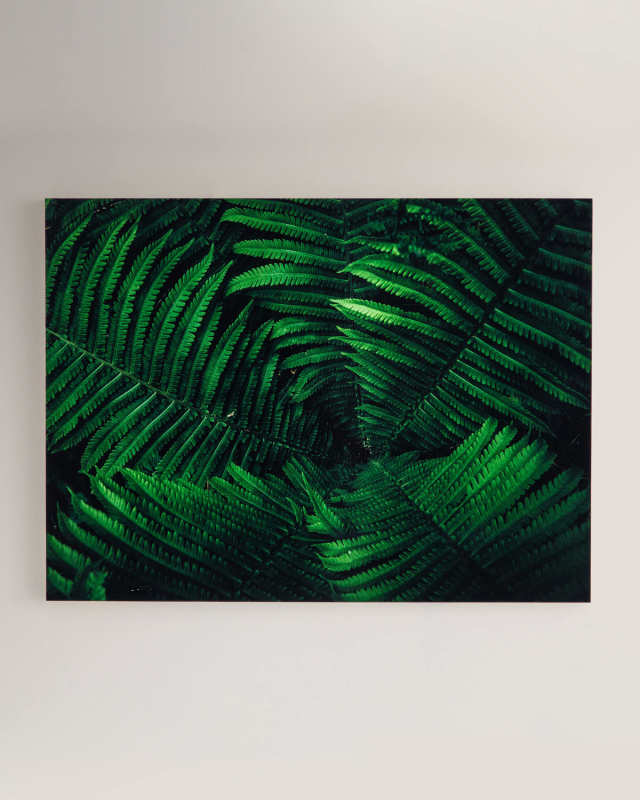 "Tropical Plant" Photography Print on Maple Box Framed Wall Art