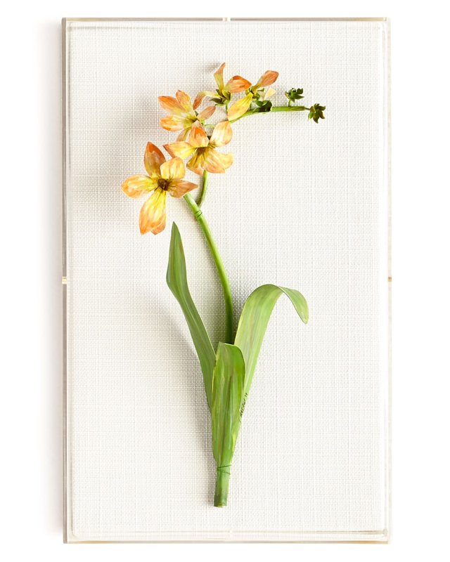 Original Painted Freesia Study