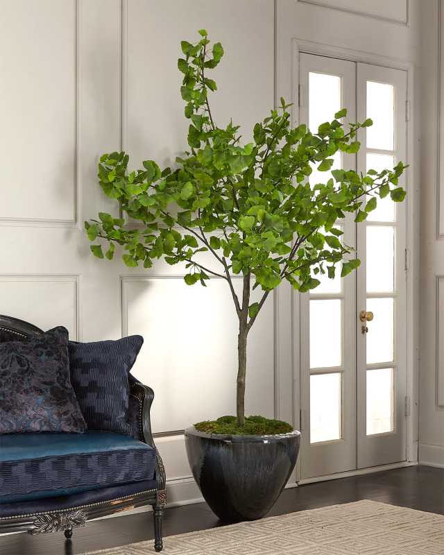 Blue Ginkgo Tree