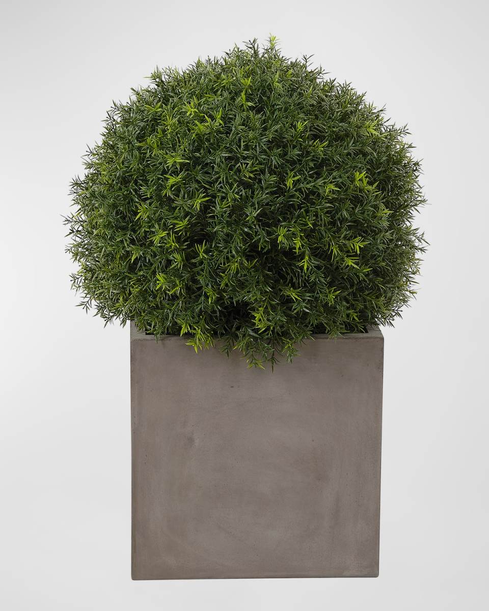 Japanese Yew Ball Topiary in Concrete Planter