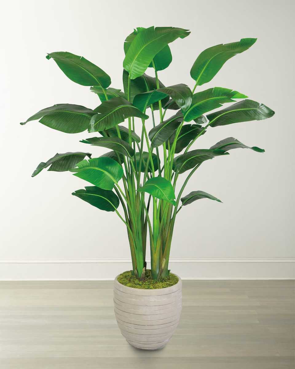 Travelers Large Palm in Pot