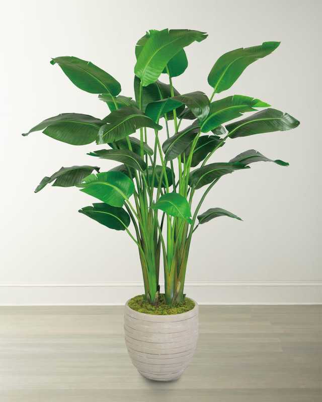 Travelers Large Palm in Pot