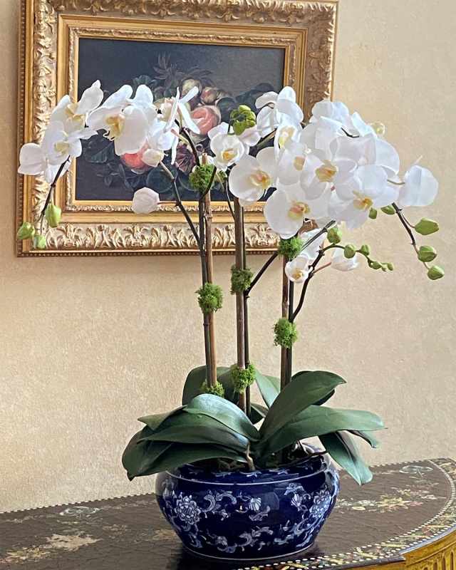 Orchid in Fish Bowl