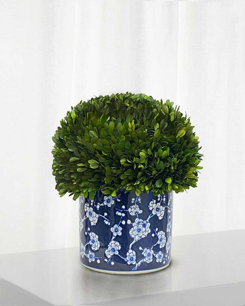 Preserved Boxwood Half Ball Topiary In Porcelain Pot - 15"