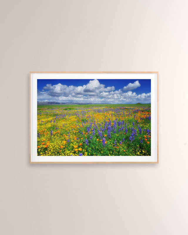 "Lupin and Poppies, Carrizo Plain National Monument" Digital Art Print by PhotoDF