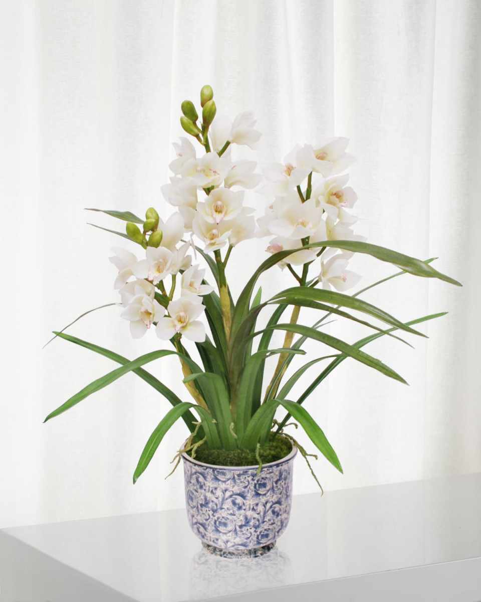 Cymbidium Orchid in Cache Pot
