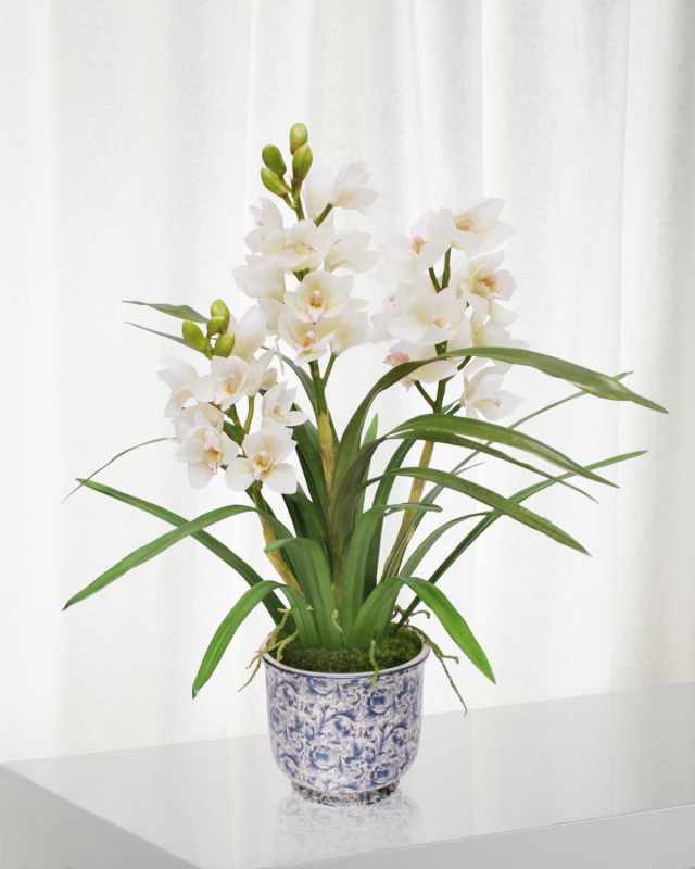 Cymbidium Orchid in Cache Pot