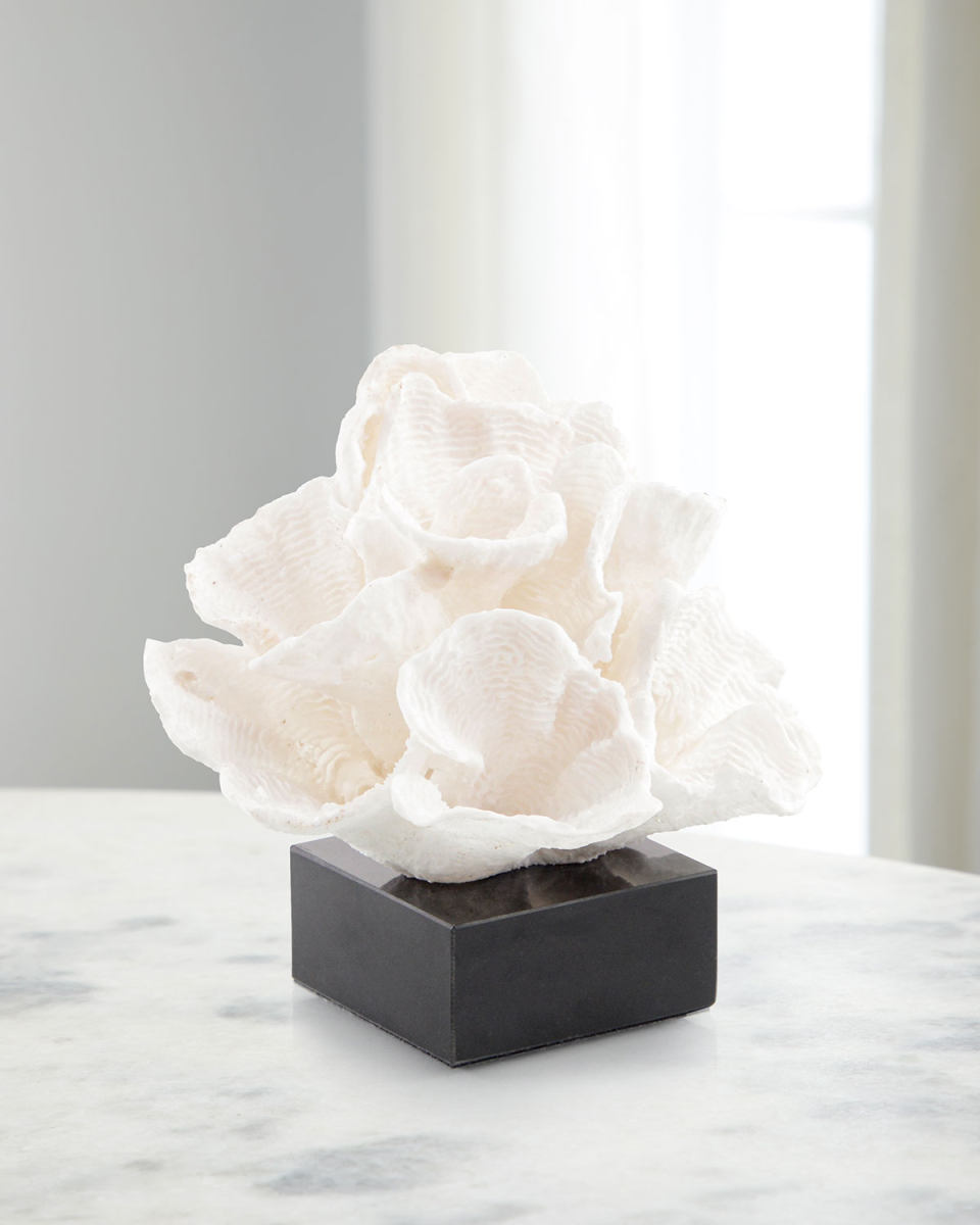 Foliose Coral on Black Marble Base