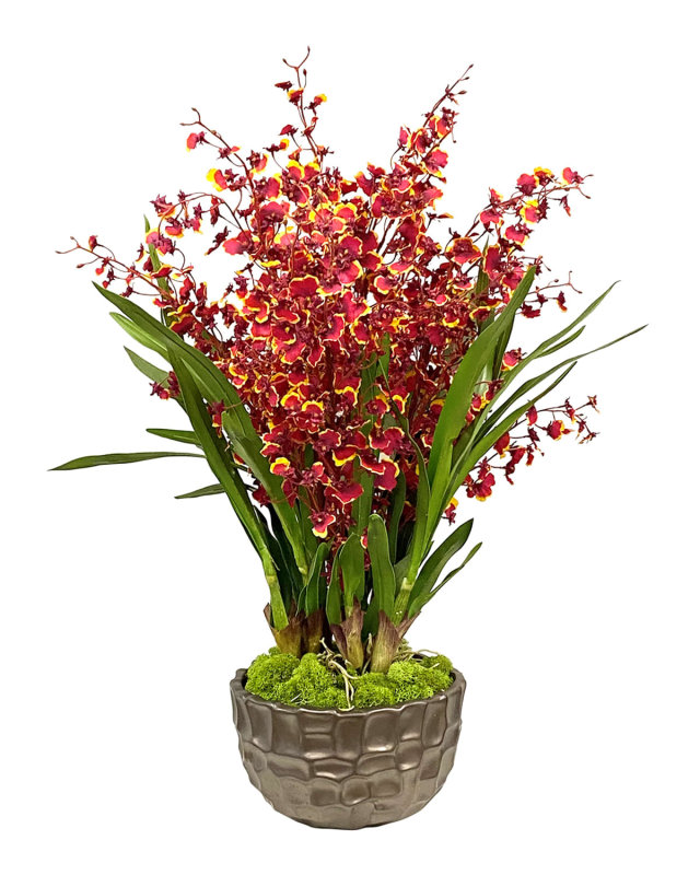 Dancing Orchid in Modern Bowl