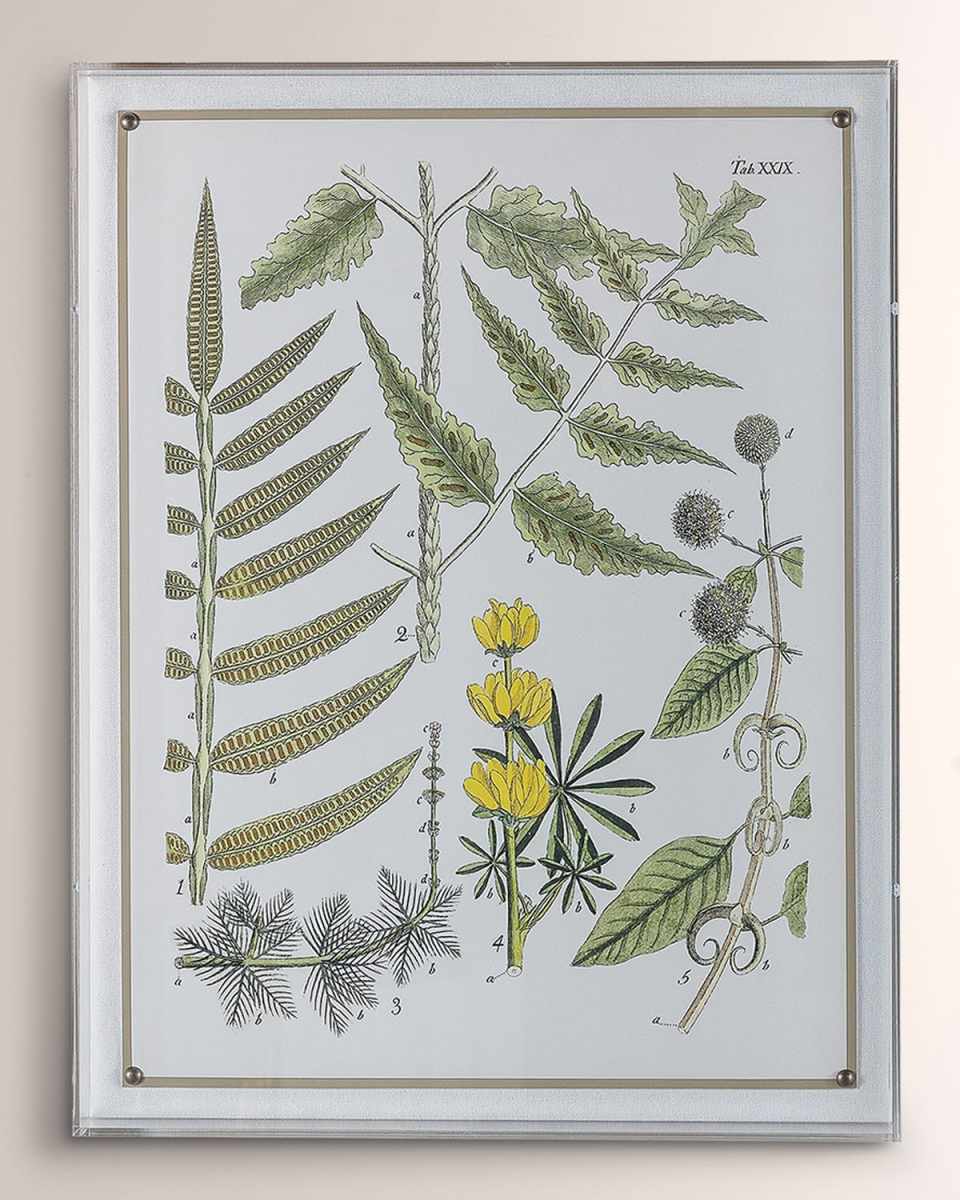 "Ferns II" Giclee