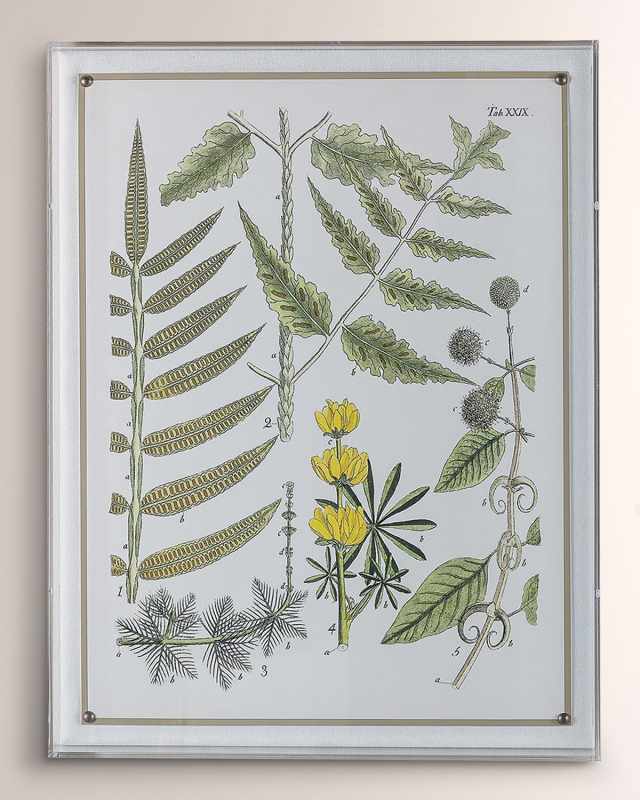 "Ferns II" Giclee