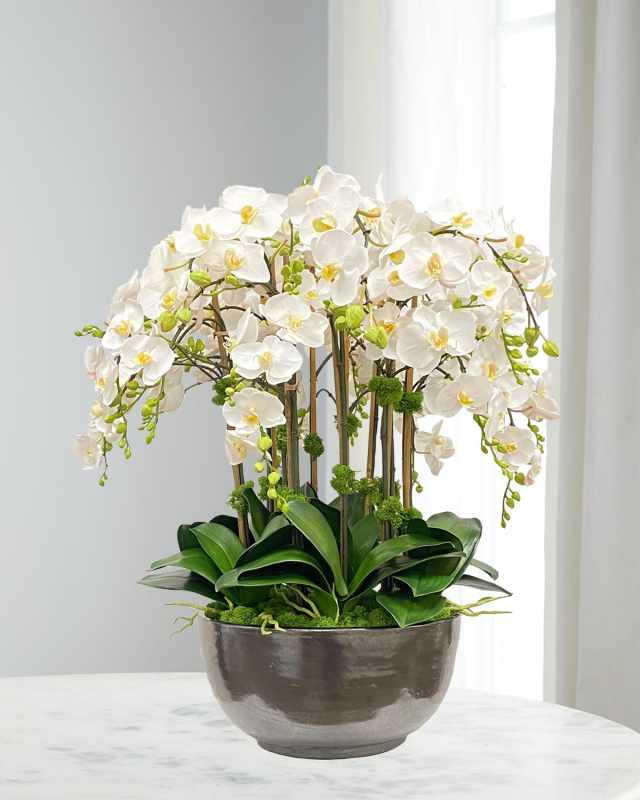 Orchid Phalaenopsis in Bowl