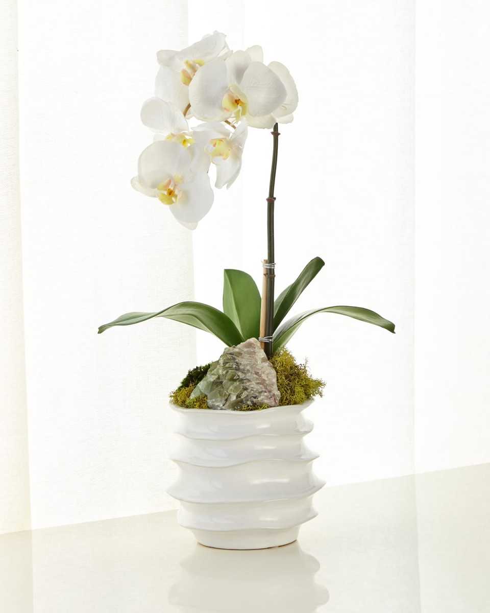 White Orchid in Contemporary Pot