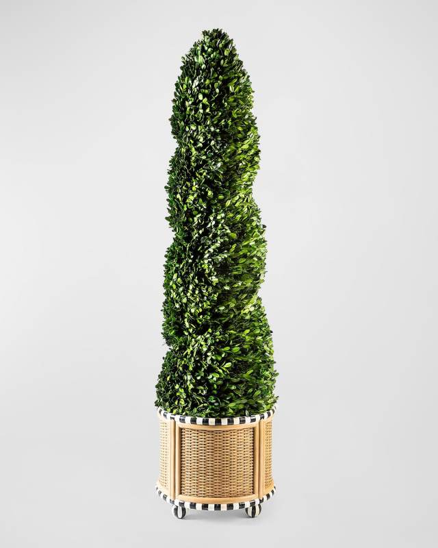 Large Preserved Spiral Boxwood Topiary in Basketweave Base - 55"