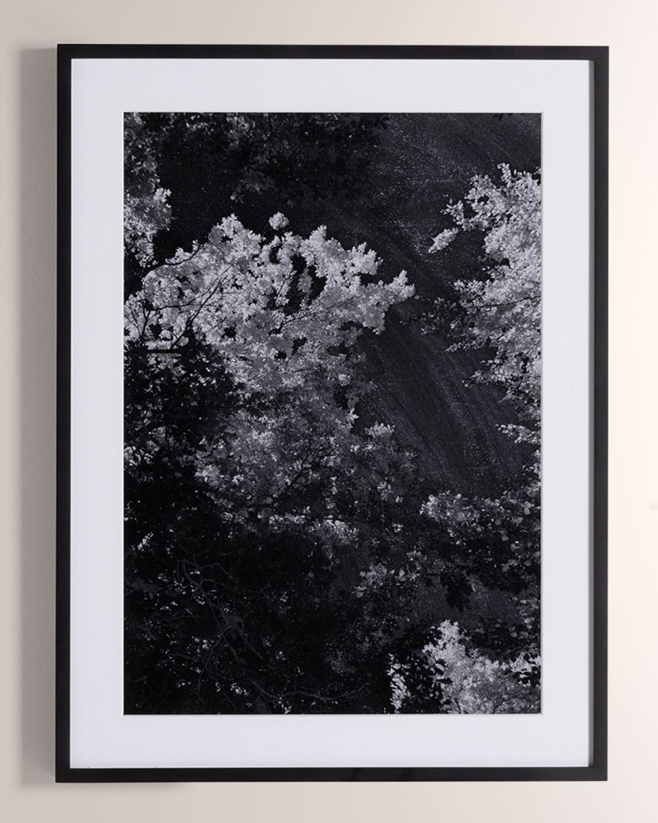 "Tree Gaze I" Art Print