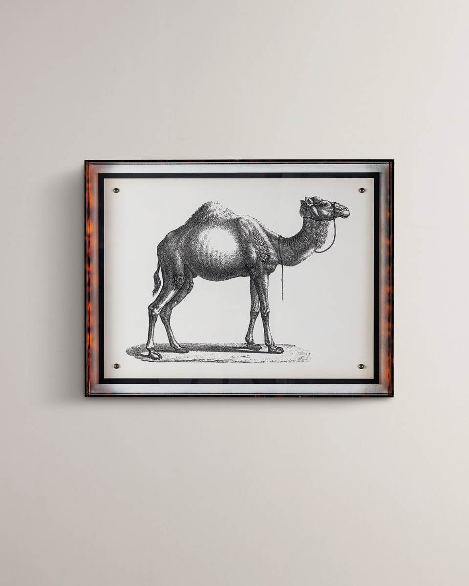 "Camel" Giclee