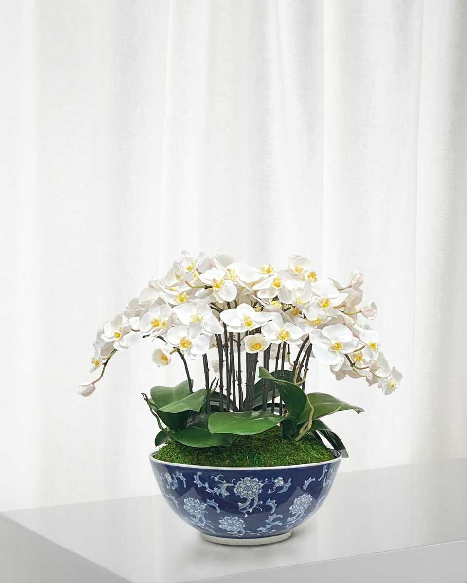 Orchid in Longlife Bowl