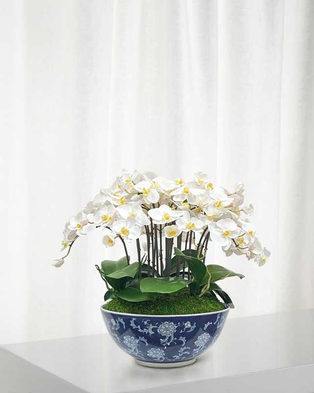 Orchid in Longlife Bowl