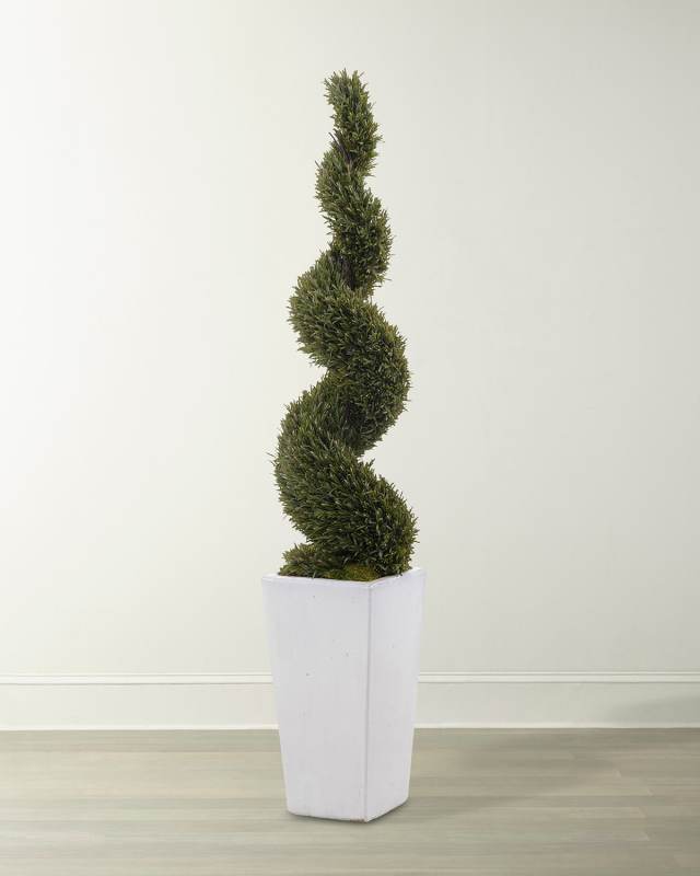 White Rosemary in Ceramic Pot