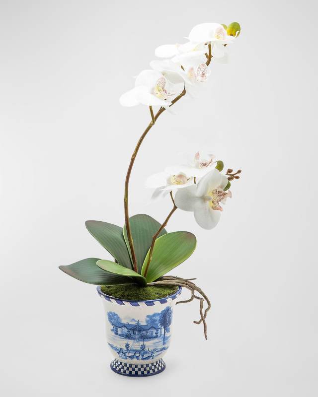 Royal Toile Medium Potted Orchid