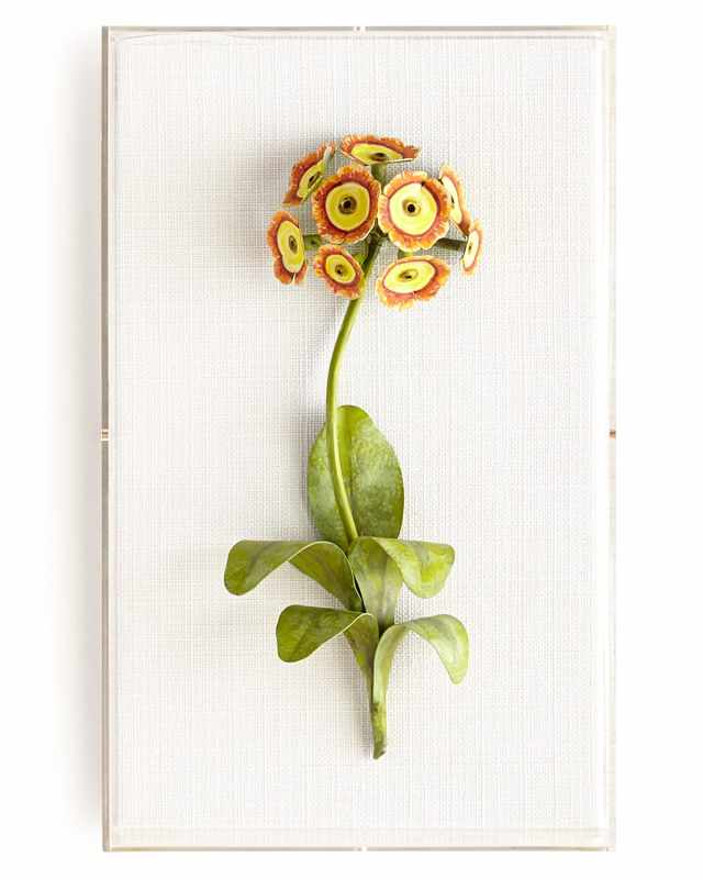 Original Painted Auricula Study