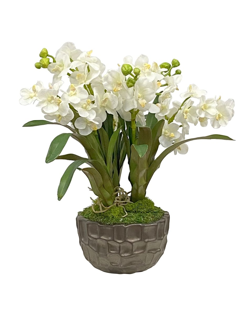 Vanda Orchid in Bowl