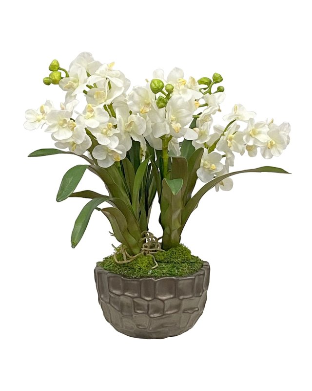 Vanda Orchid in Bowl
