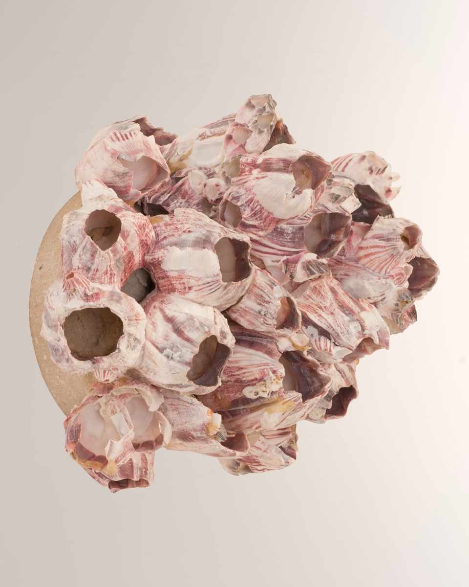Barnacle Cluster Medium Wall Art