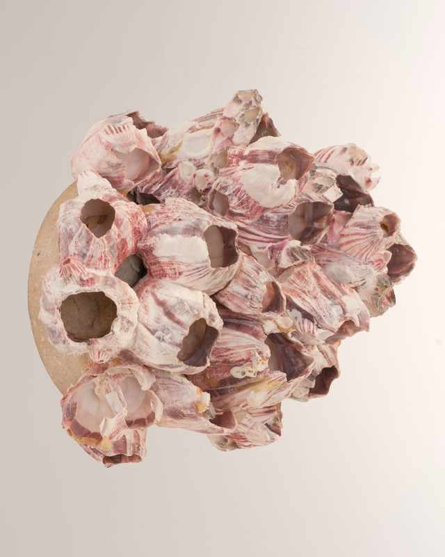 Barnacle Cluster Medium Wall Art