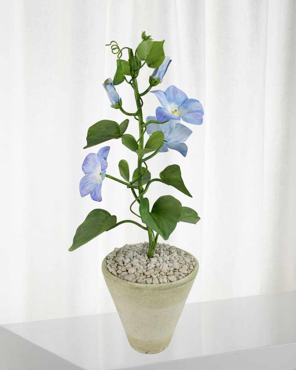 Morning Glory September Birth Flower in White Terracotta Pot