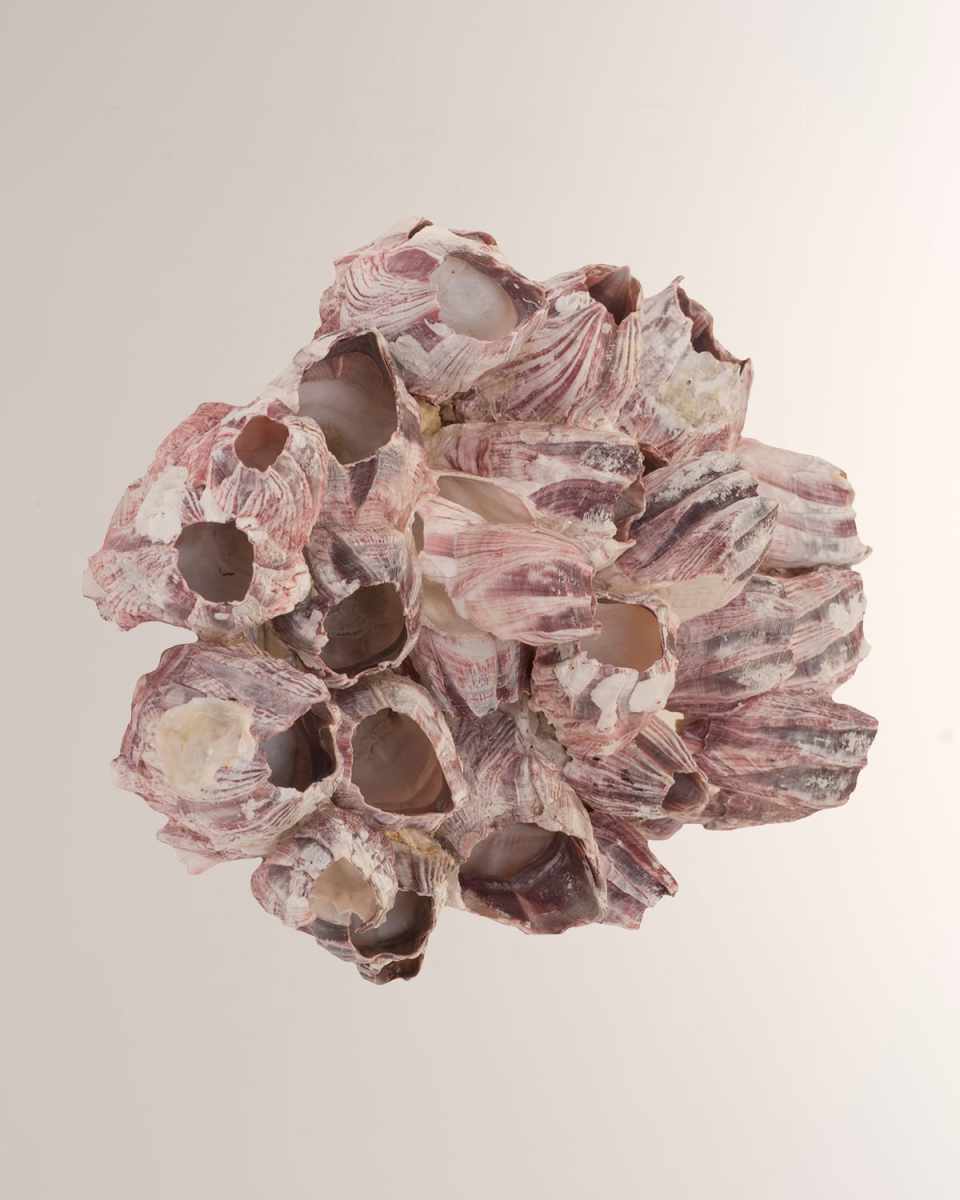 Barnacle Cluster Large Wall Art