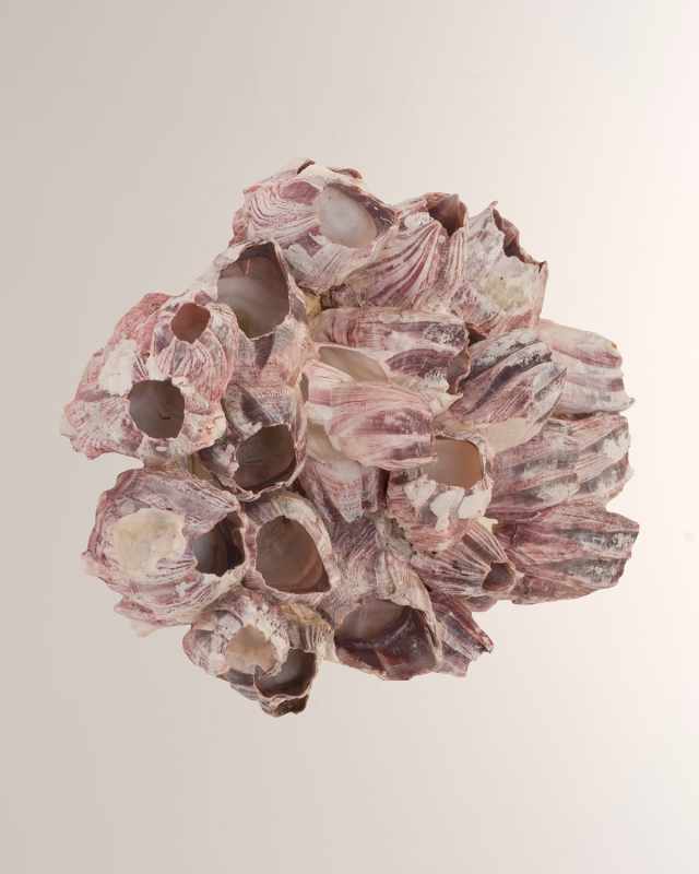 Barnacle Cluster Large Wall Art