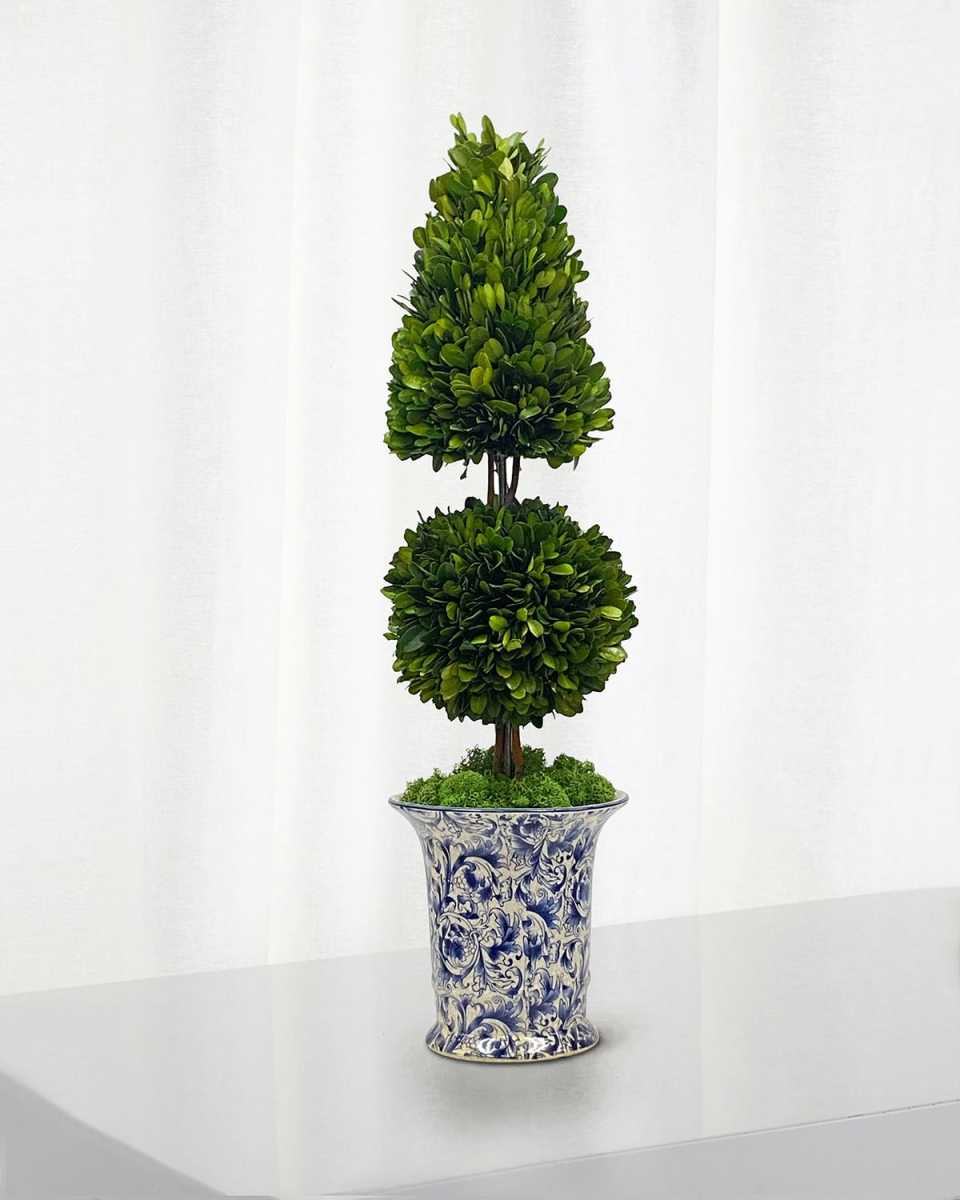 Preserved Coneball Boxwood Topiary In Porcelain Vase - 24"