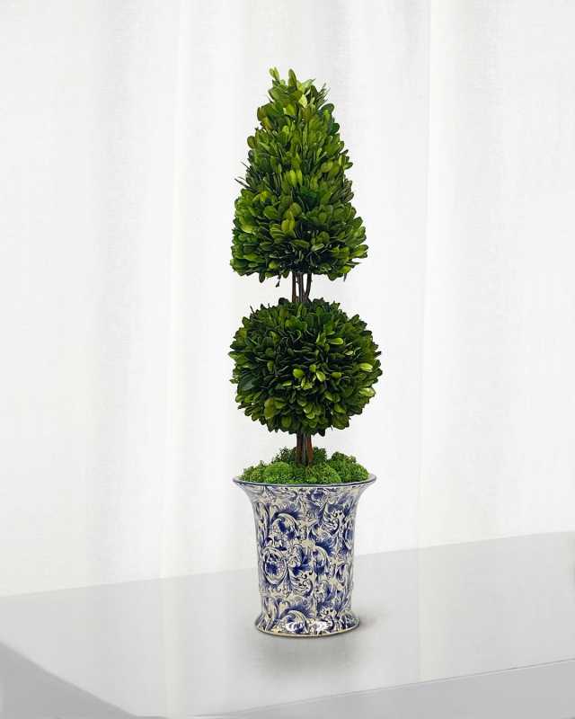 Preserved Coneball Boxwood Topiary In Porcelain Vase - 24"