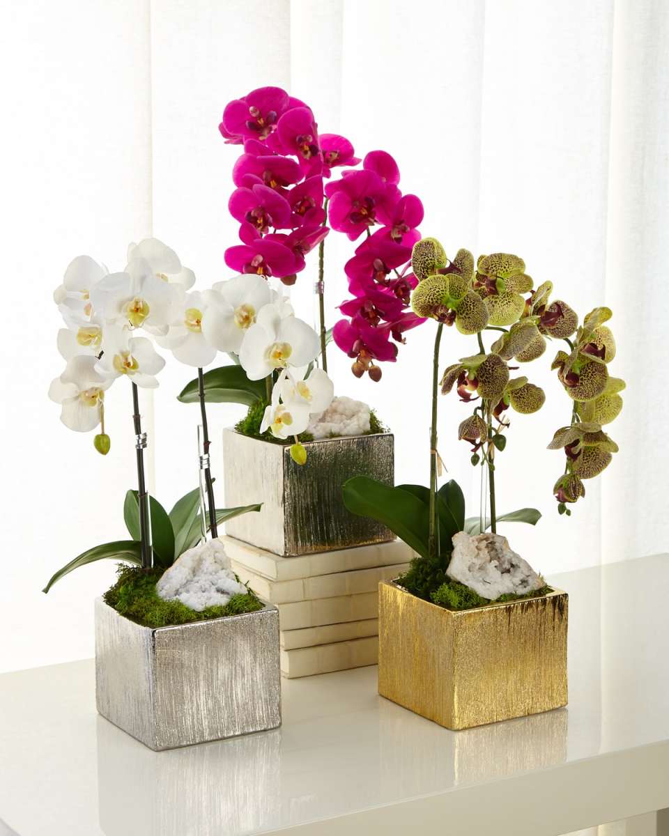 Orchids in Square Containers