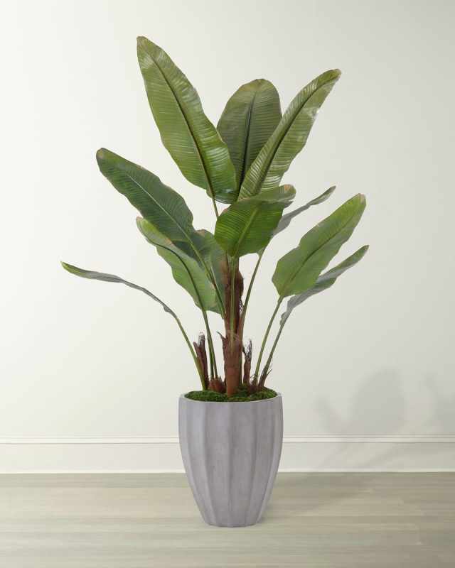 New Banana Tree